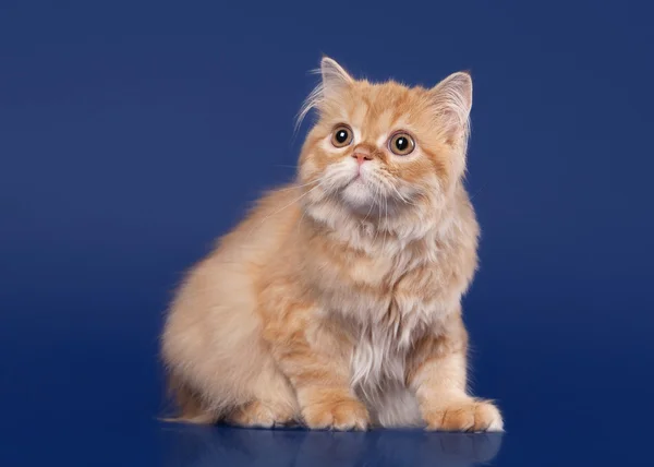 Červená skotské vysočiny kočka na tmavě modrém pozadí — Stock fotografie