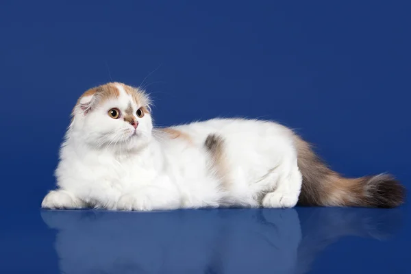 Tartaruga gatto scozzese altopiano su sfondo blu scuro — Foto Stock