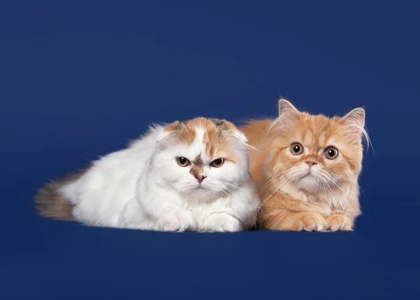 Tortuga y gatos escoceses rojos sobre fondo azul oscuro —  Fotos de Stock