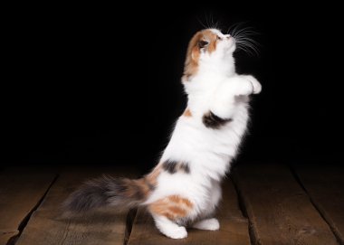 ahşap doku ile tabloda yayla yavru kaplumbağa