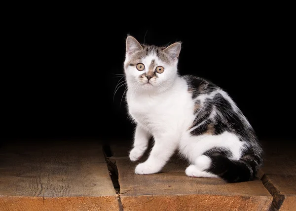 Brittiska kattunge på bord med trä textur — Stockfoto