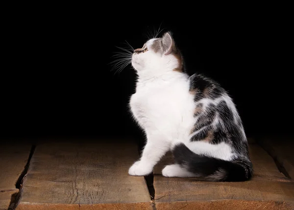 British kitten on table with wooden texture — Stock Photo, Image