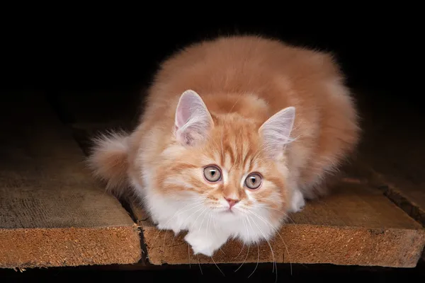 Červené vysočiny kotě na stůl s dřevěnou texturou — Stock fotografie