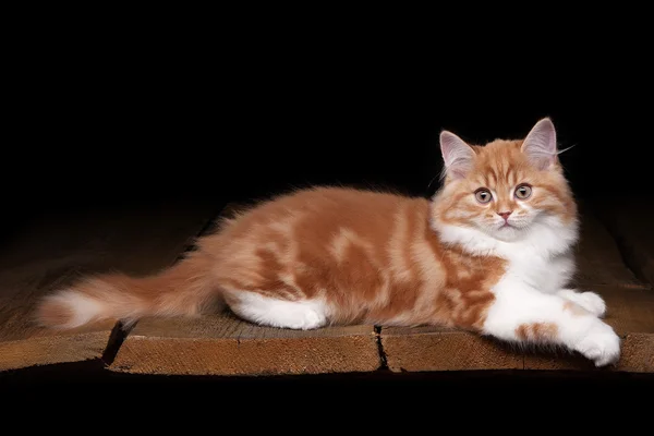 木の質感を持つテーブル上の赤いハイランド子猫 — ストック写真