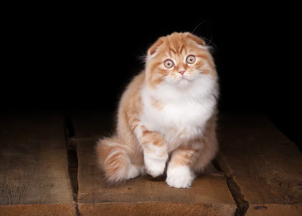 Vermelho highland gatinho na mesa com textura de madeira — Fotografia de Stock