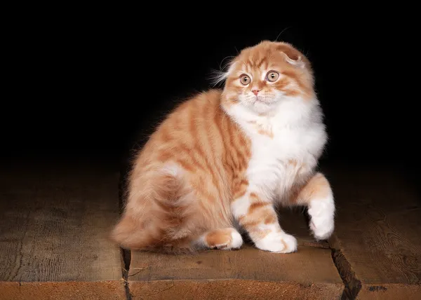 Gatito rojo de las tierras altas en la mesa con textura de madera — Foto de Stock