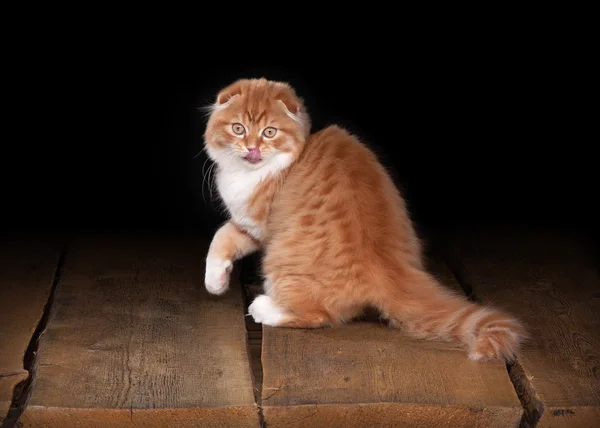 Červené vysočiny kotě na stůl s dřevěnou texturou — Stock fotografie