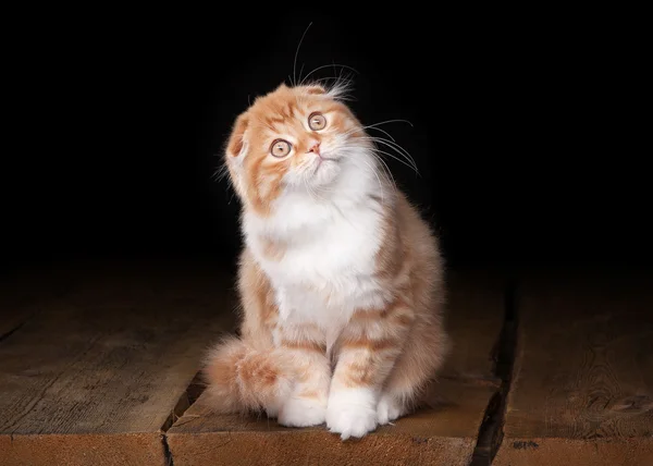 Chaton rouge des hautes terres sur la table avec une texture en bois — Photo