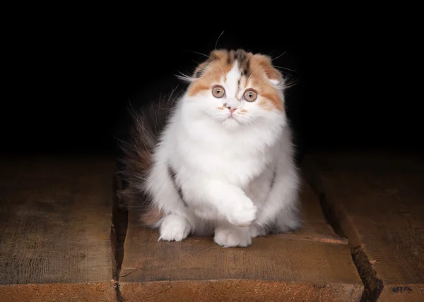 Tortoise highland kitten on table with wooden texture — Stock Photo, Image