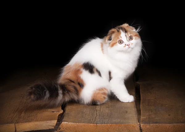 木の質感を持つテーブル上亀ハイランド子猫 — ストック写真