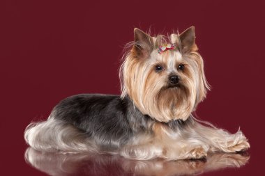 koyu kırmızı zemin üzerine genç yorkie