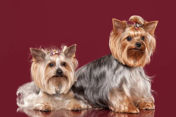 Two Young Yorkies on dark red background — Stock Photo, Image