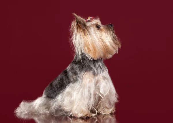 Jovem Yorkie no fundo vermelho escuro — Fotografia de Stock