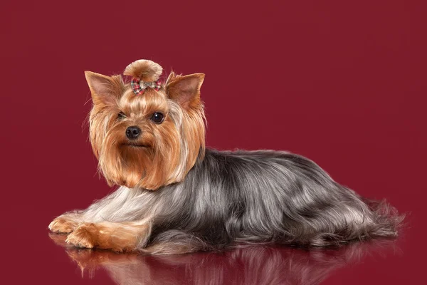 Jovem Yorkie no fundo vermelho escuro — Fotografia de Stock