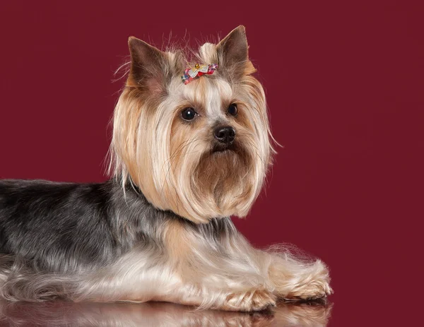 Joven yorkie sobre fondo rojo oscuro — Foto de Stock