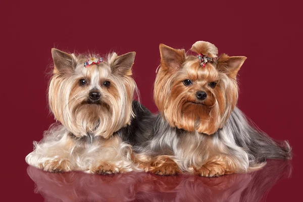 Zwei junge yorkies auf dunkelrotem hintergrund — Stockfoto