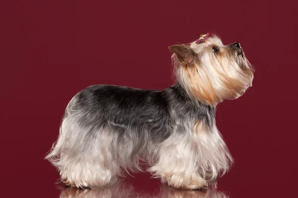 Jovem Yorkie no fundo vermelho escuro — Fotografia de Stock