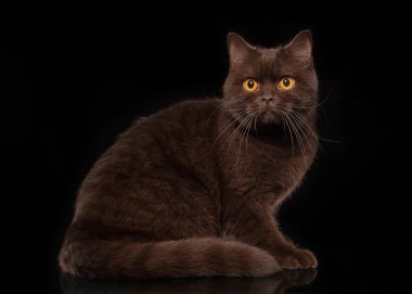 siyah arka plan üzerine çikolata genç İngiliz kedi