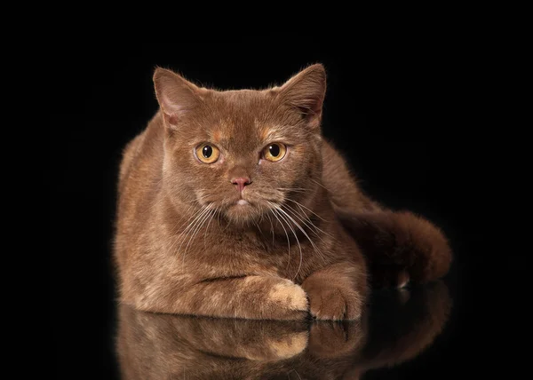 Mladí skořice britská kočka na černém pozadí — Stock fotografie