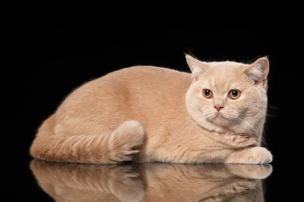 黒の背景に若いクリーム イギリス猫 — ストック写真
