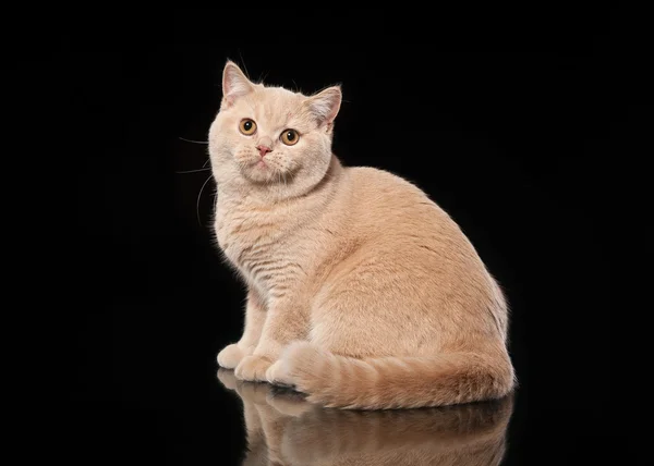 Mladý smetana britská kočka na černém pozadí — Stock fotografie