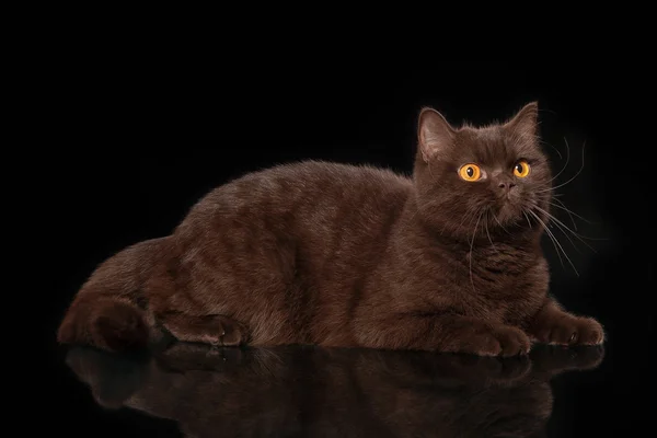 Mladá britská Čokoládová kočka na černém pozadí — Stock fotografie