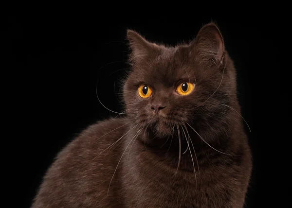 Young chocolate british cat on black background — Stock Photo, Image