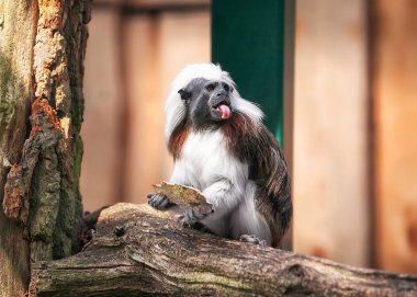Pamuk-top tamarin açık hava kafes içinde