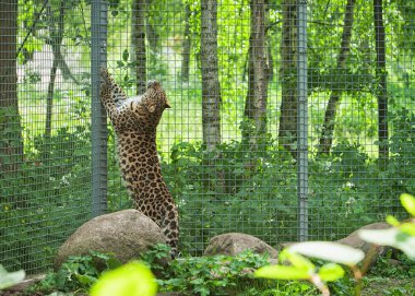 Amur leoparı açık hava kafes içinde