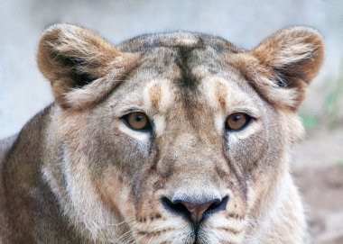 açık hava kafeste aslan