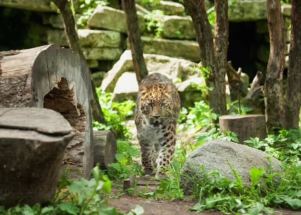 Leopardo amur en jaula al aire libre — Foto de Stock