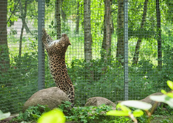 Leopardo amur en jaula al aire libre — Foto de Stock