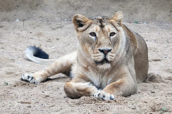 León en jaula al aire libre — Foto de Stock