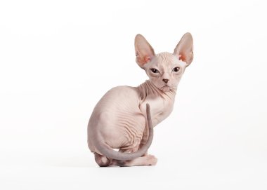 Don sphynx kedi beyaz zemin üzerine
