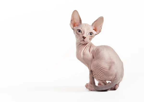 Don sphynx Kätzchen auf weißem Hintergrund — Stockfoto