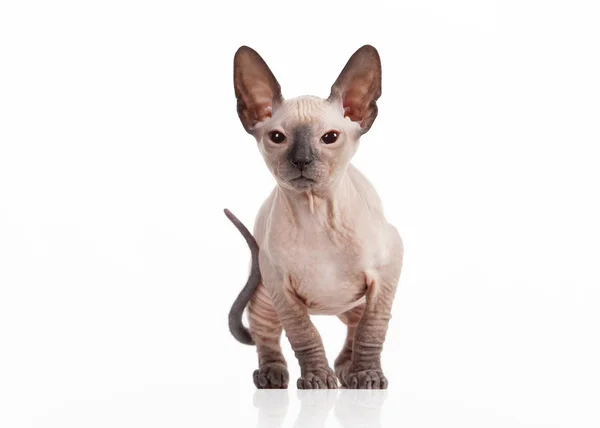 Don sphynx kedi beyaz zemin üzerine — Stok fotoğraf