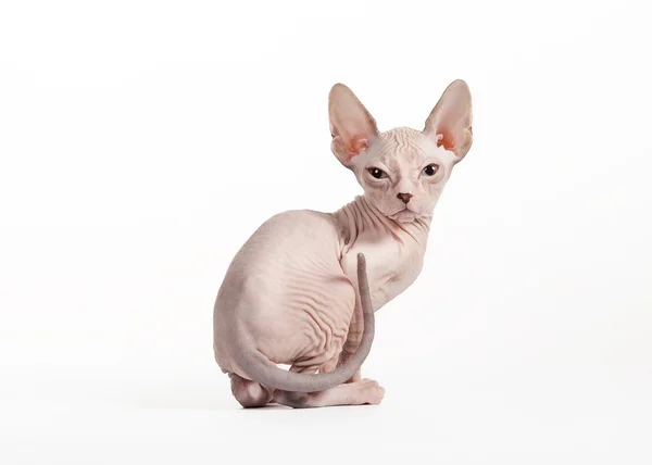 Gatito Don sphynx sobre fondo blanco — Foto de Stock