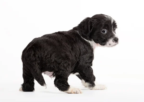 Chinese crested dog puppy on white background — Stock Photo, Image