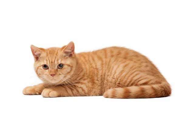 Beyaz arka planda küçük kırmızı İngiliz yavru kedi — Stok fotoğraf