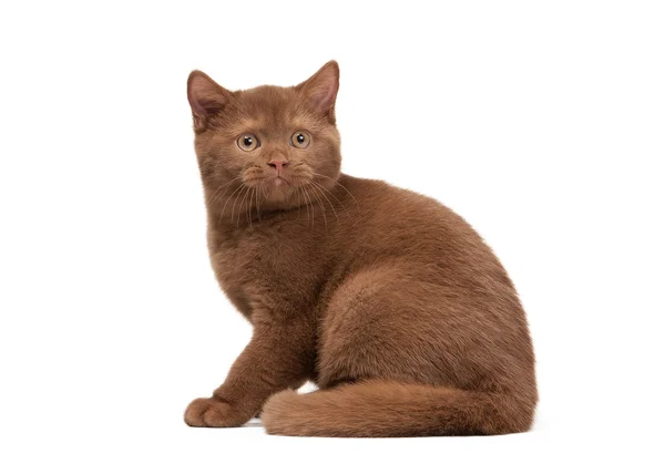 Small cinnamon british kitten on white background — Stock Photo, Image