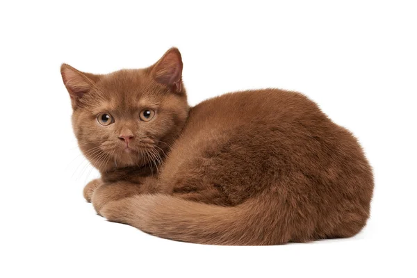 Pequeño canela británico gatito en blanco fondo —  Fotos de Stock