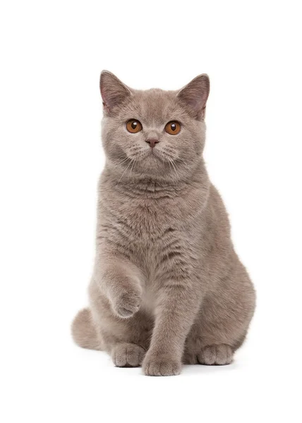 Young british kitten on white background — Stock Photo, Image