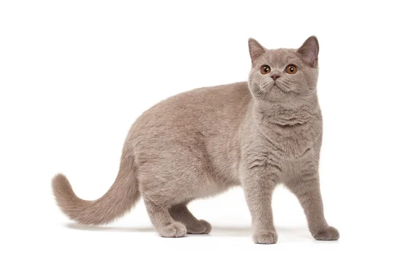 Young british kitten on white background — Stock Photo, Image