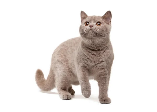 Young british kitten on white background — Stock Photo, Image