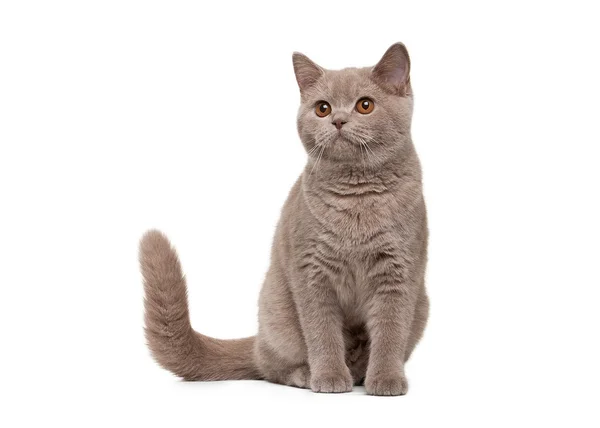 beyaz zemin üzerine genç İngiliz yavru kedi