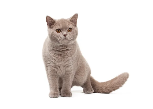 Junge britische Kätzchen auf weißem Hintergrund — Stockfoto