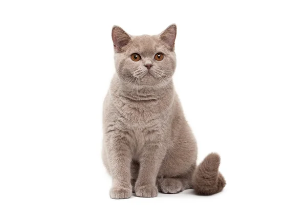 白い背景の上の若いイギリスの子猫 — ストック写真