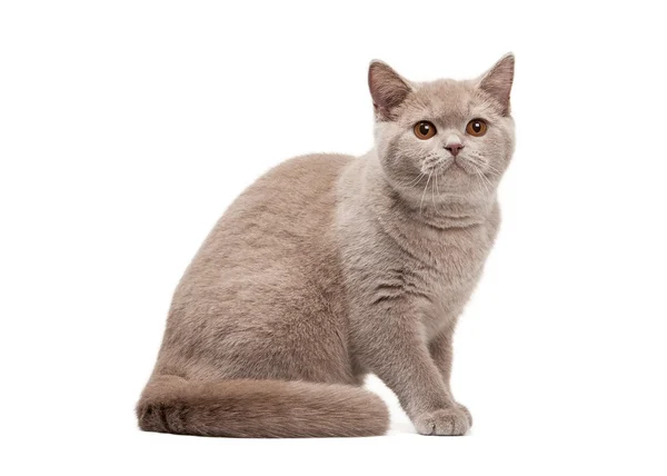 白い背景の上の若いイギリスの子猫 — ストック写真