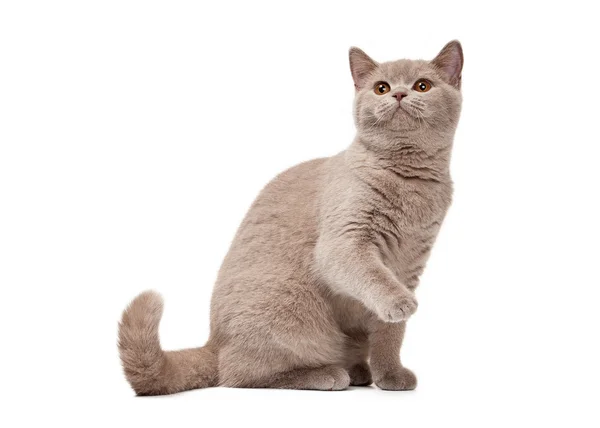 Молодой британский котенок на белом фоне — стоковое фото