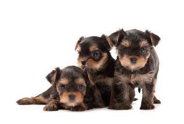 yorkshire Terrier beyaz zemin üzerinde üç yavru